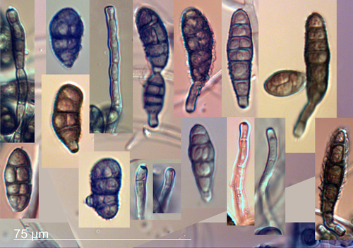 Alternaria Leaf Spot