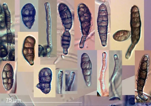 Alternaria Leaf Spot