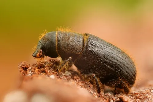 Ambrosia beetles