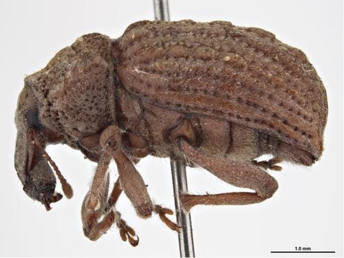 Andean Potato Weevil