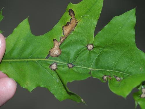 Anthracnose