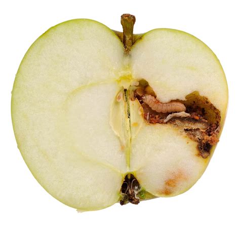 Apple Maggot