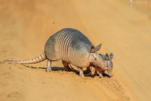 Armadillo
