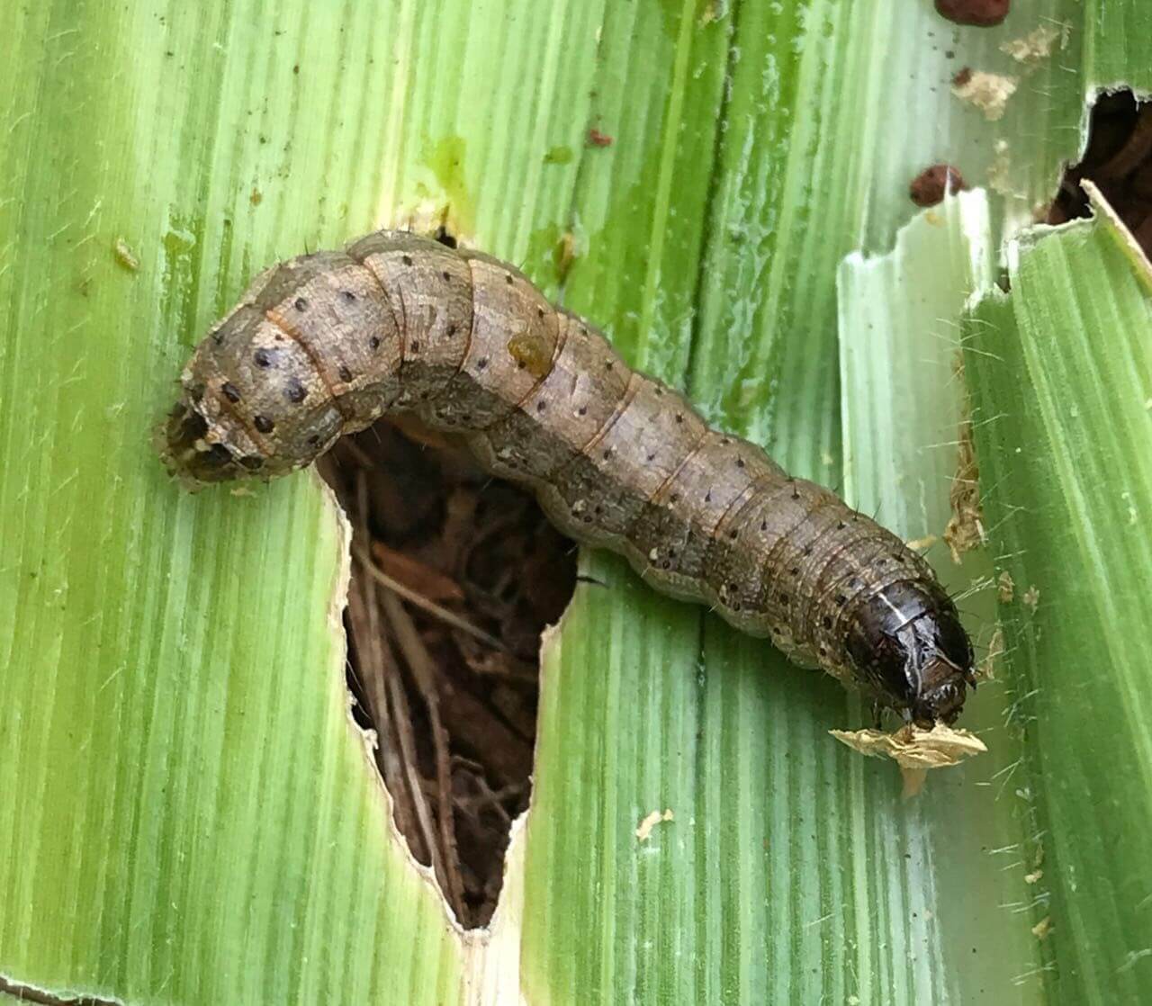 Armyworms