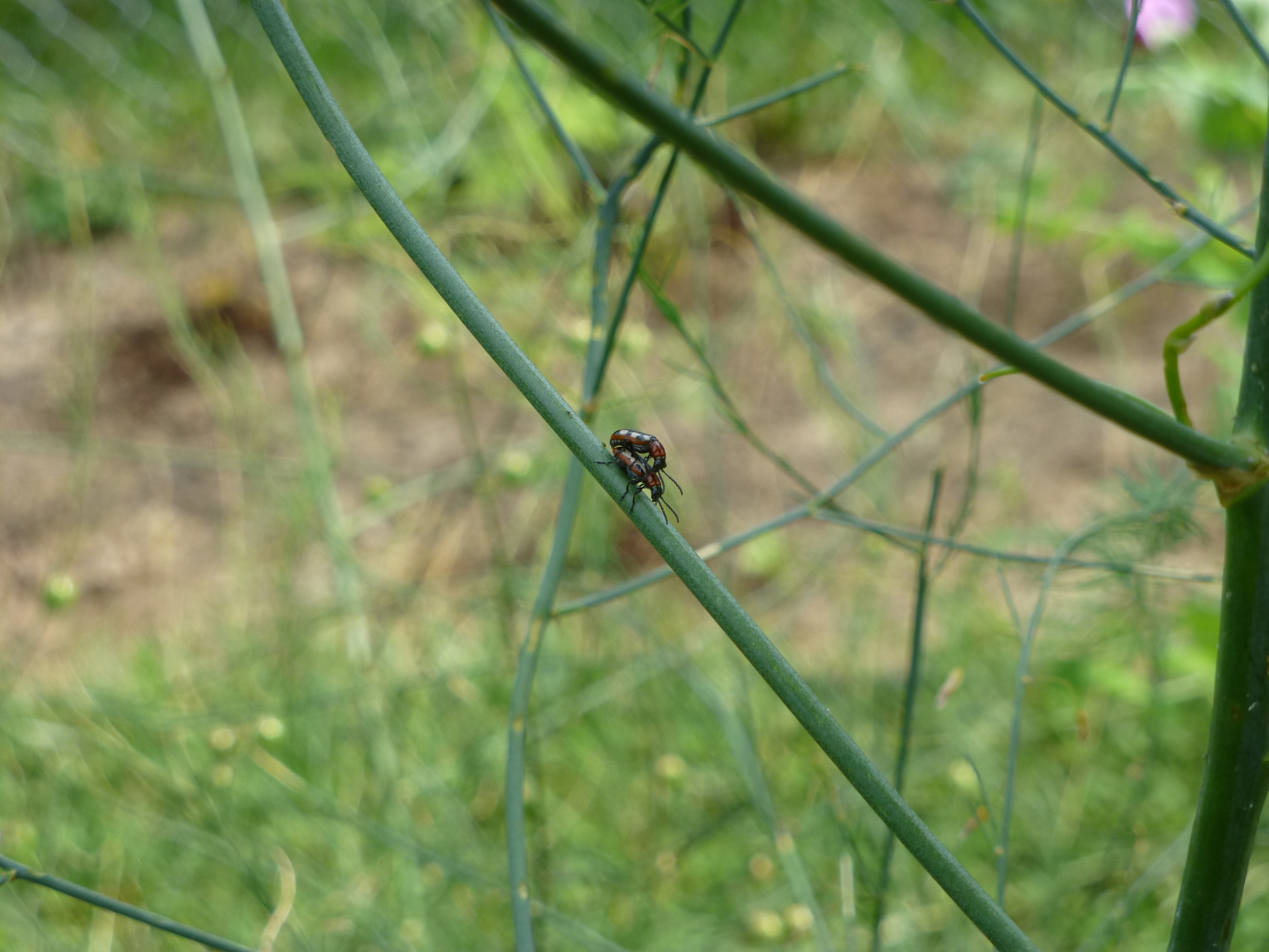 Asparagus Beetle