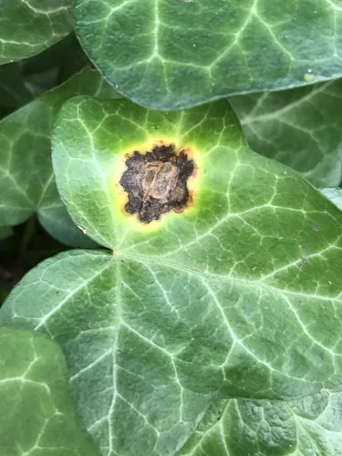 Bacterial Leaf Spot