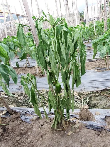 Bacterial wilt