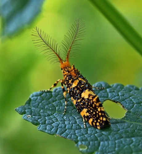 Bagworm