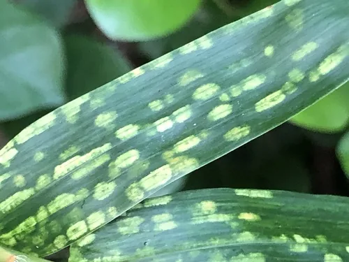 Bamboo Mite
