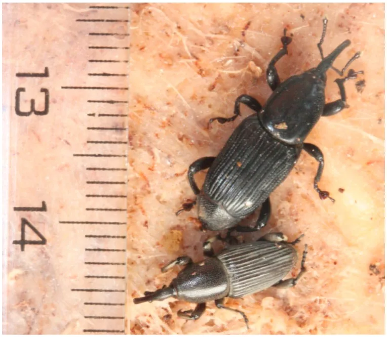 Banana Weevil