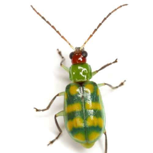 Banded Cucumber Beetle