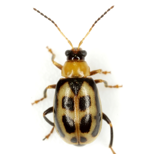 Bean Leaf Beetle