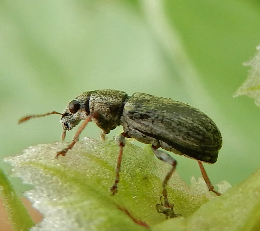Bean Weevil