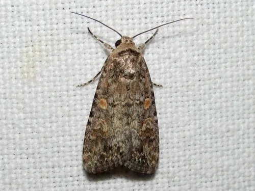 Beet Armyworm