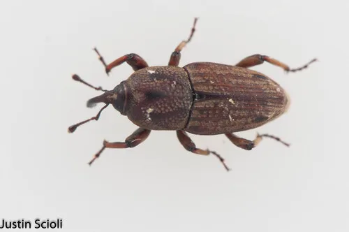 Billbugs