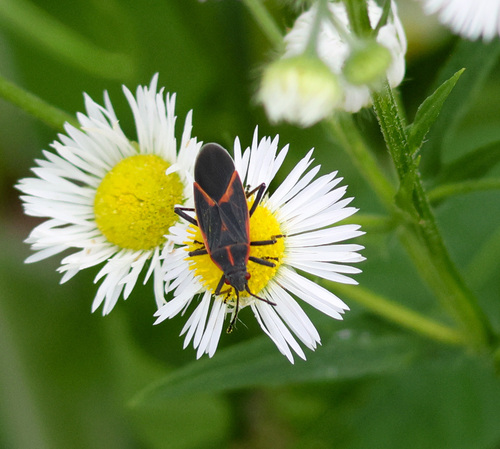 Boxelder Bug