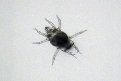 Broad Mite