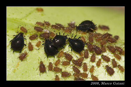 Brown Citrus Aphid