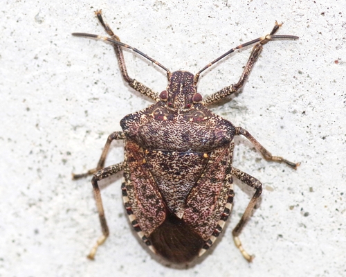 Brown Marmorated Stink Bug