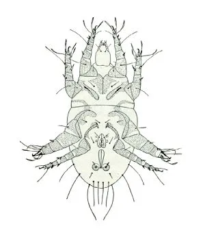 Bulb mites