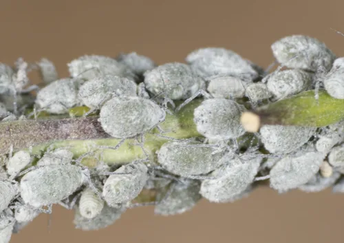 Cabbage Aphid