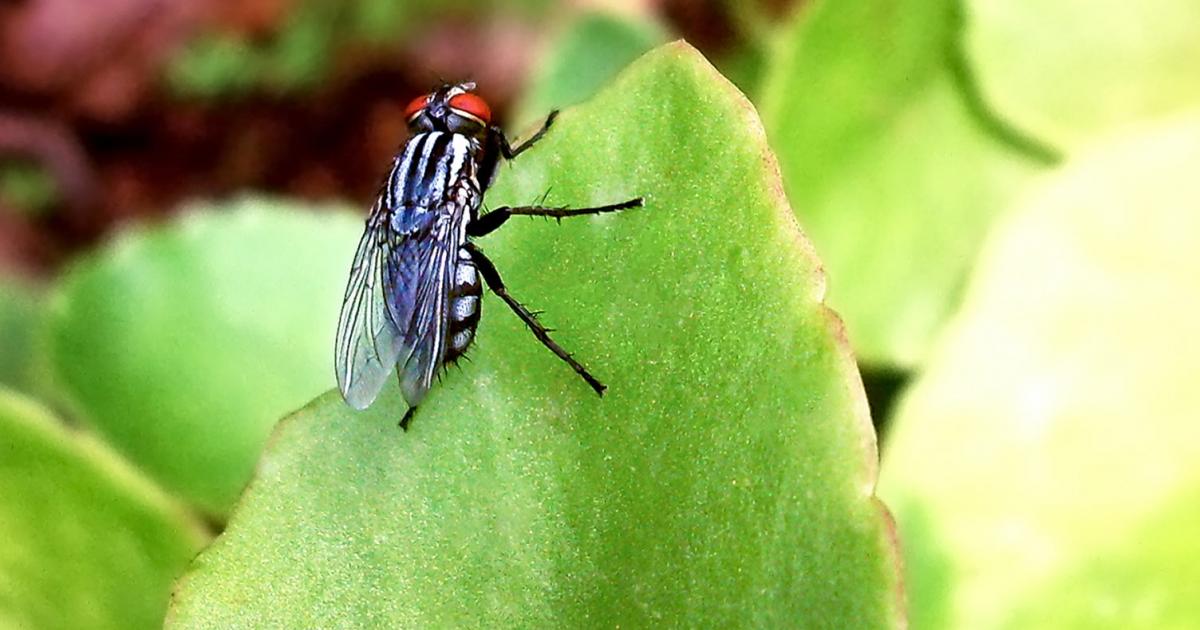 Cabbage Root Fly