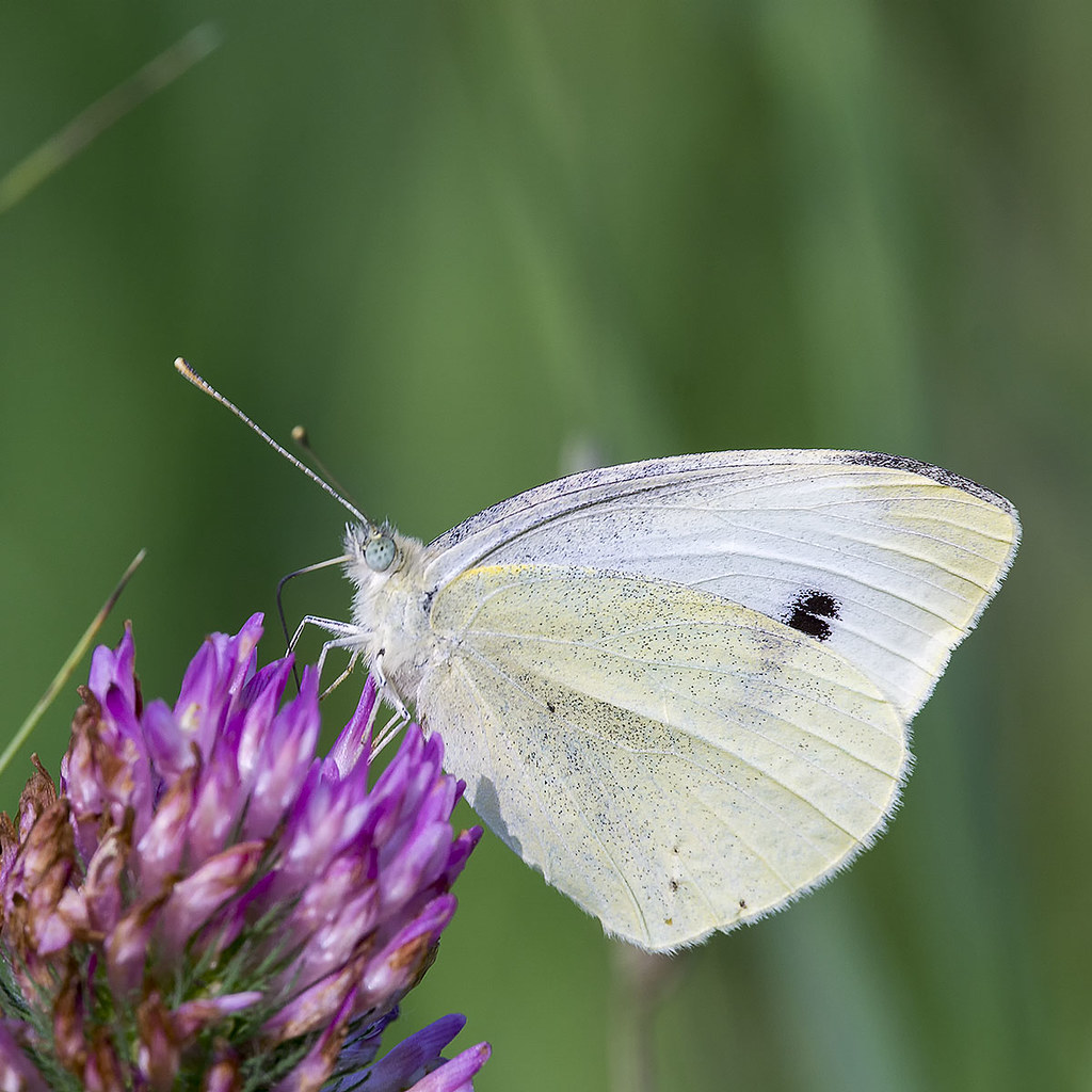 Cabbage White Butterflies