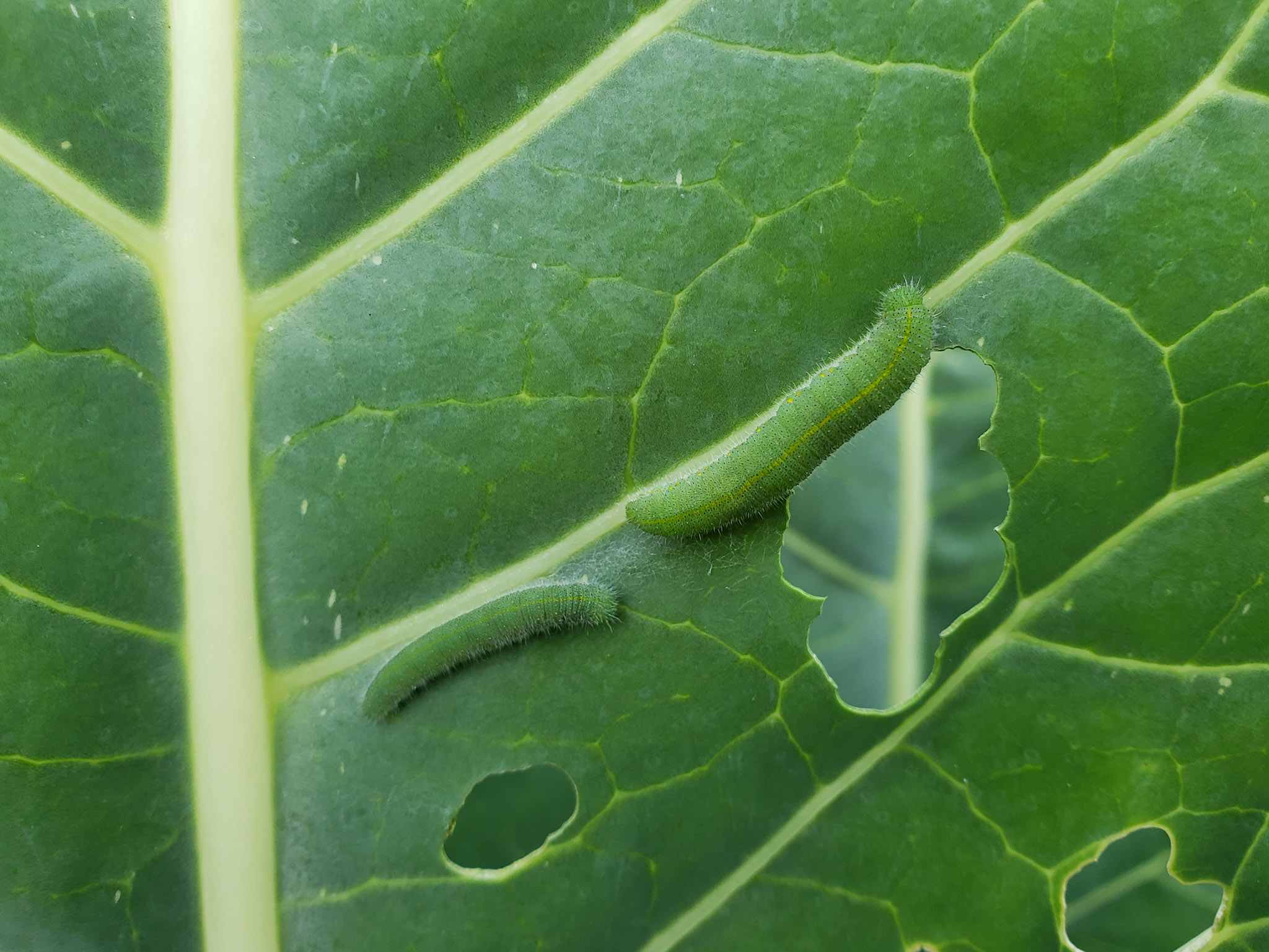 Cabbage Worms