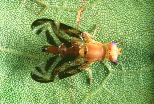 Caribbean Fruit Fly