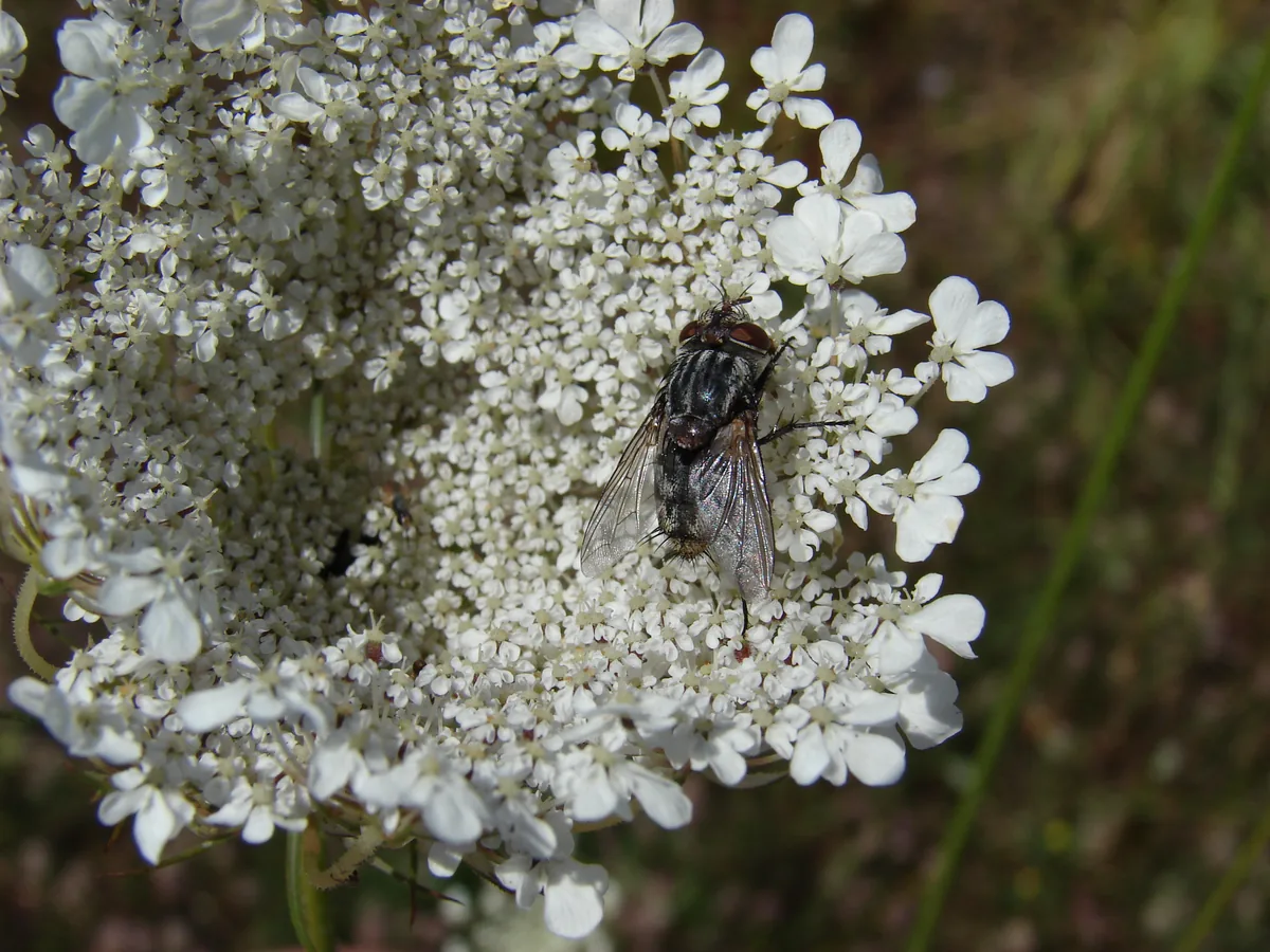 Carrot Fly