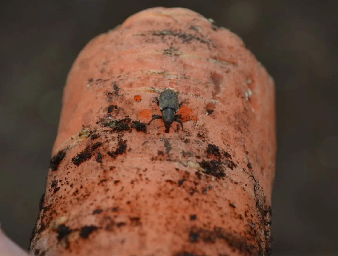 Carrot Weevil