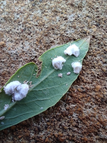 Cassava Mealybug