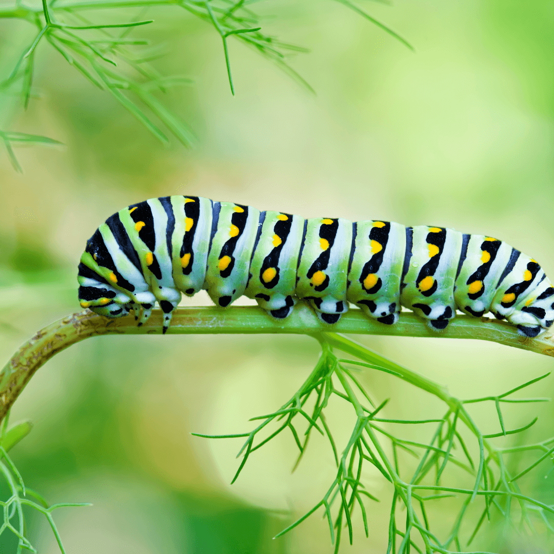 Caterpillars