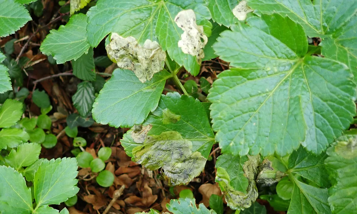 Celery Leaf Miner