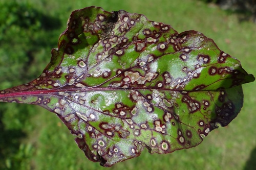 Cercospora Leaf Spot
