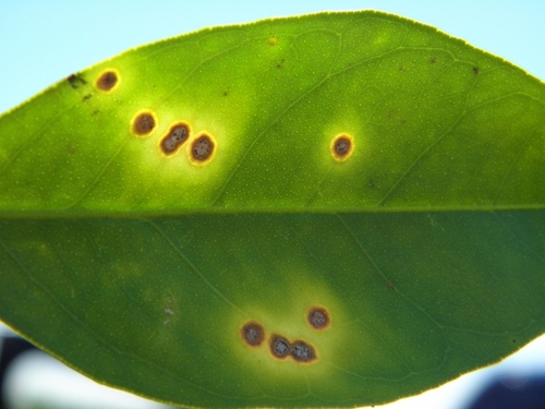 Citrus Canker