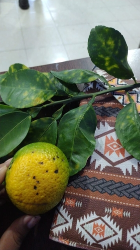 Asian Citrus Psyllid