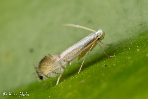 Citrus Leafminer