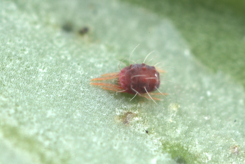 Citrus Red Mite