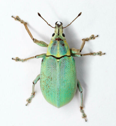 Citrus Root Weevil