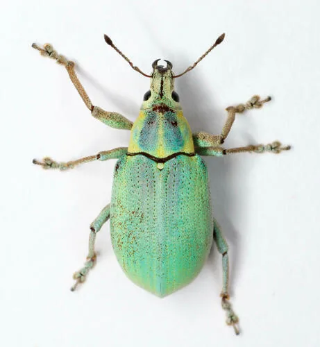 Citrus Root Weevil