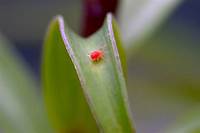 Clover Mites