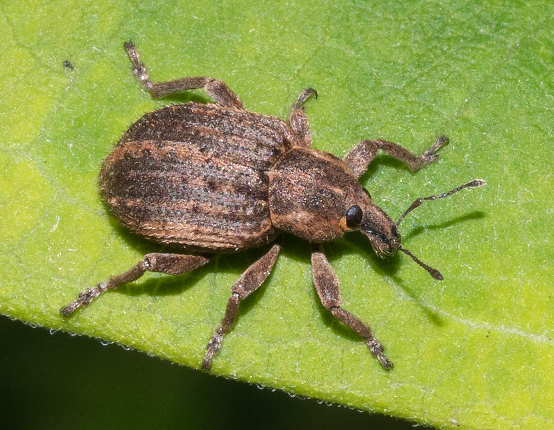 Clover Weevils