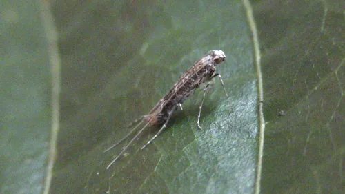 Cocoa Pod Borer