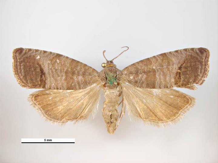 Codling Moth