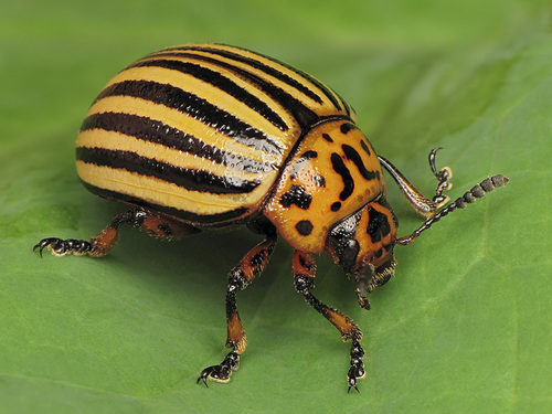 Colorado Potato Beetle