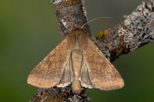 Corn Earworm