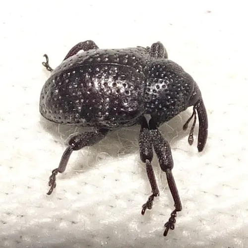 Cowpea Curculio