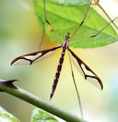 Crane fly larvae