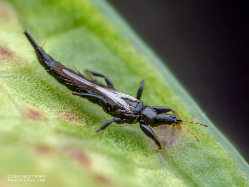 Cuban Laurel Thrips